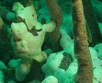 frog_white frog_white