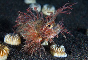 Ambon Skorpionfisch