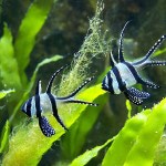 Banggai Kardinalfische Banggai Kardinalfische