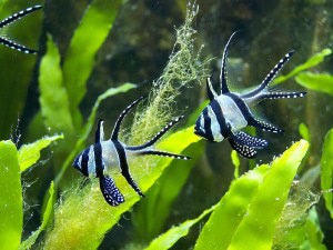 Banggai Kardinalfische