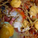 Zwergseepferdchen (pohonti) Zwergseepferdchen (pohonti)