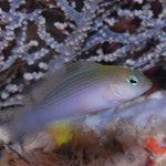 Neu entdeckter Fahnenbarsch.(c) Mark Erdmann