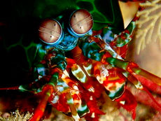 Mantis Shrimp