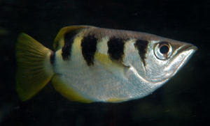 Schützenfisch