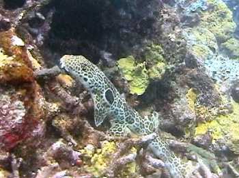 Bamboo Shark