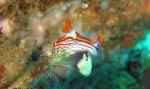 Nachtschnecke