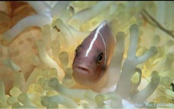 Clownfish