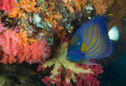 Kaiserfisch