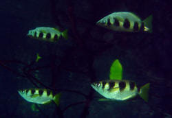 Sch&uuml;tzenfische