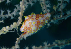 Cowry