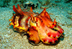 Flamboyant Cuttlefish