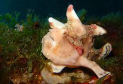 Anglerfisch