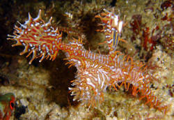 Geisterpfeifenfisch