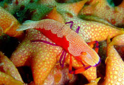 Emperor Shrimp