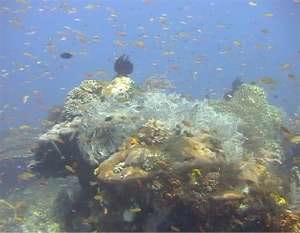 Reef top