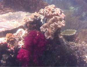 soft coral