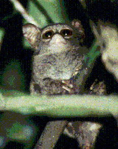 Tarsius Spectrum