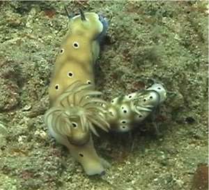 nudibranch