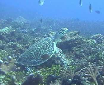 Schildkr&ouml;te