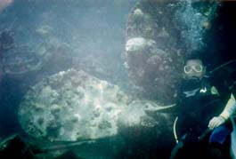 Propeller