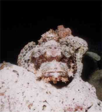 Skorpionfisch