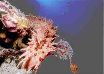 sea cucumber