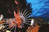 Feuerfisch