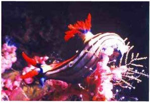 Nacktschnecke, Tukang Besi