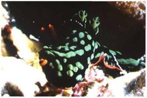 Nacktschnecke, Tukang Besi