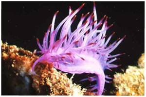 Nacktschnecke Wakatobi