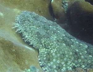wobbegong