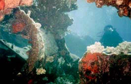 Wrack der Maru