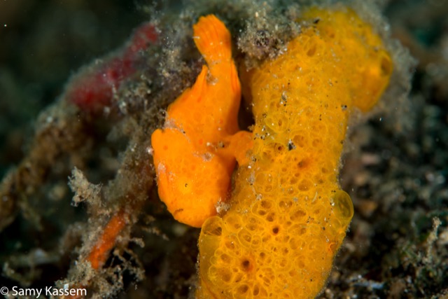 Banda small Frogfish