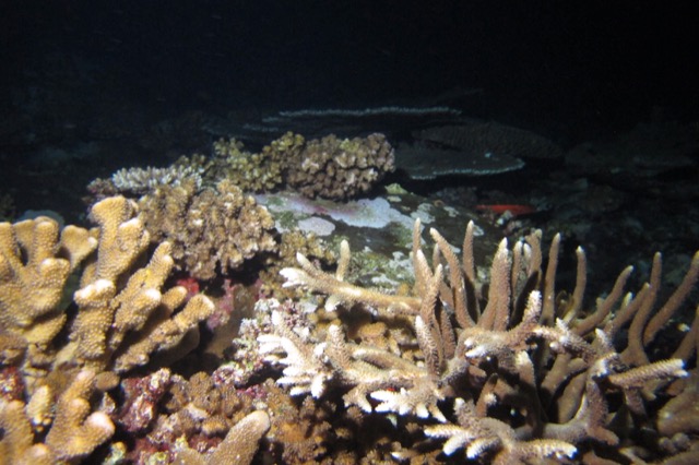 Banda coral growth