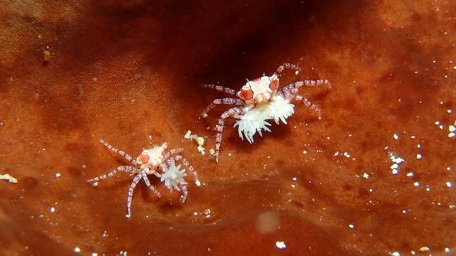 Banda two Boxer Crabs