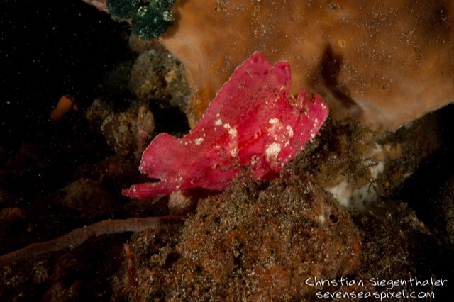 Banda read Leaf Scorpion Fish