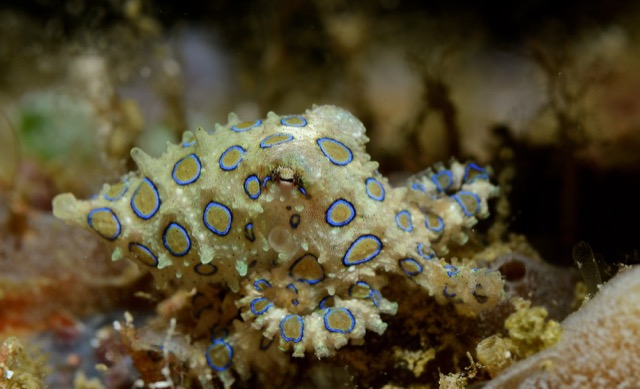 Blue Ring Octopus