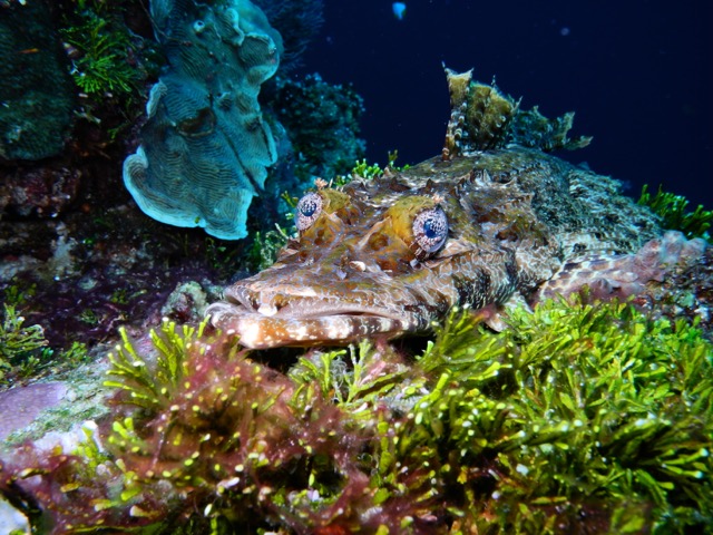 Crocodile Fish