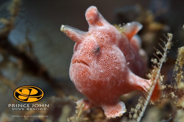 Frogfish