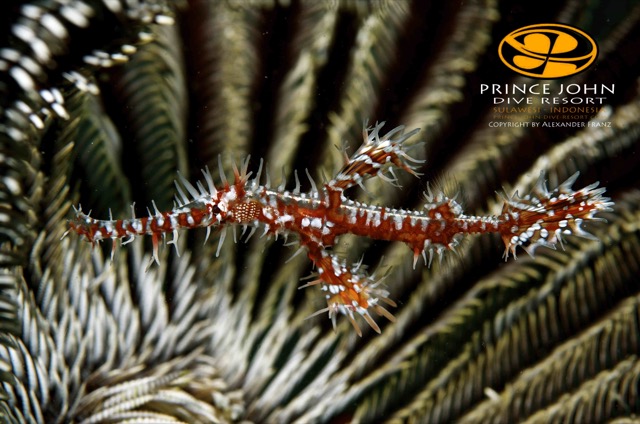 Ghost Pipefish