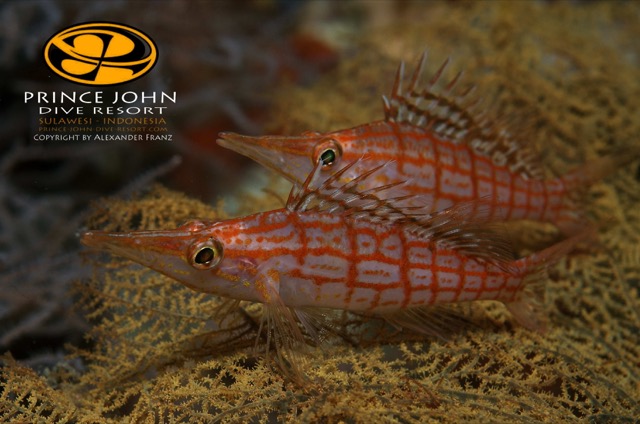 Longnose Hawkfish