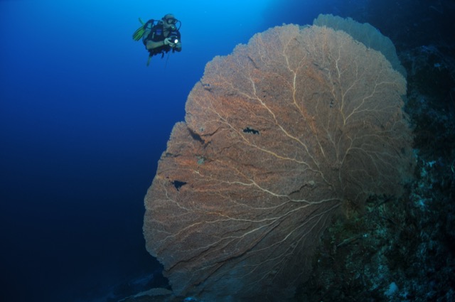 Marantale Sea Fan