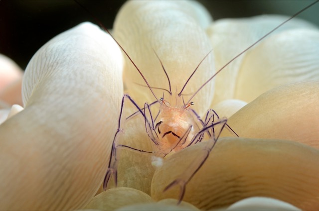 Anemone Shrimp