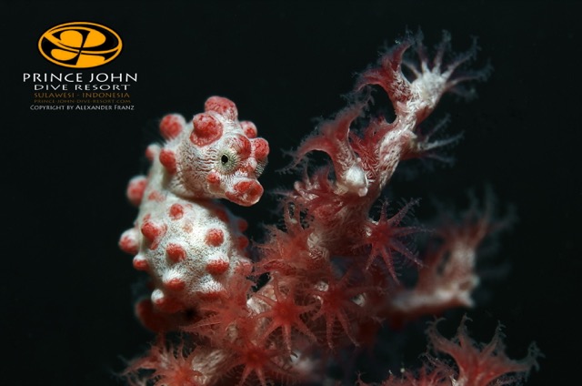 Pigmy Seahorse