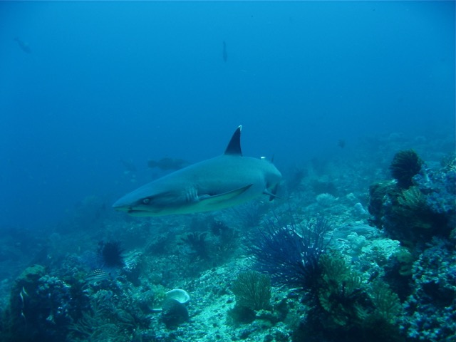 Whitetip Reef Shark