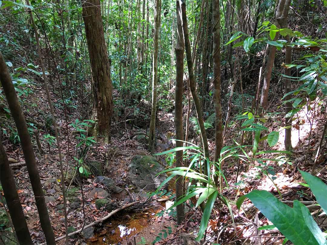 Bogani Homestay hiking in the jungle