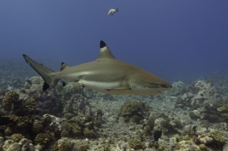Shark in Kalimantan