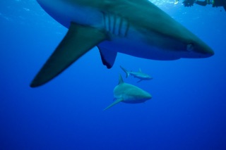 Sharks in Komodo