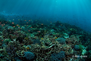 Beautiful Coral in Alor