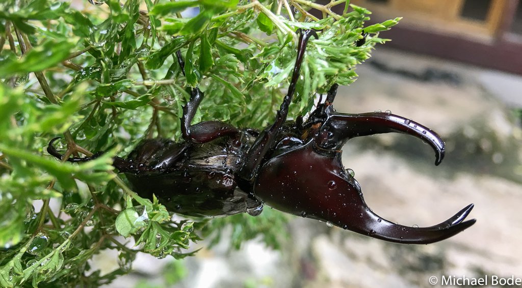 Kei Islands: stag beetle